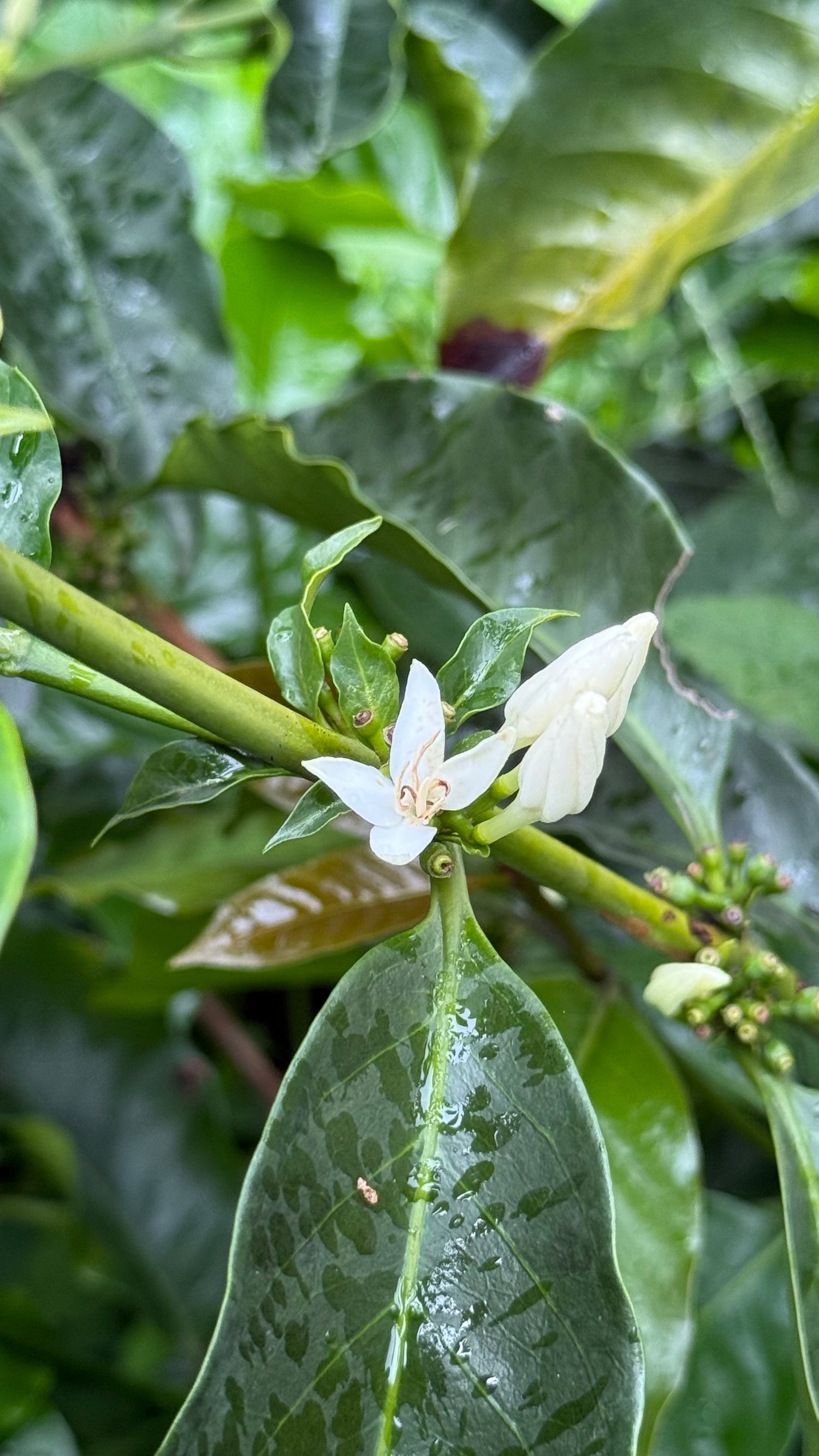 Colombia Laurina