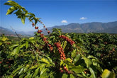 Azura The Coffee Company
