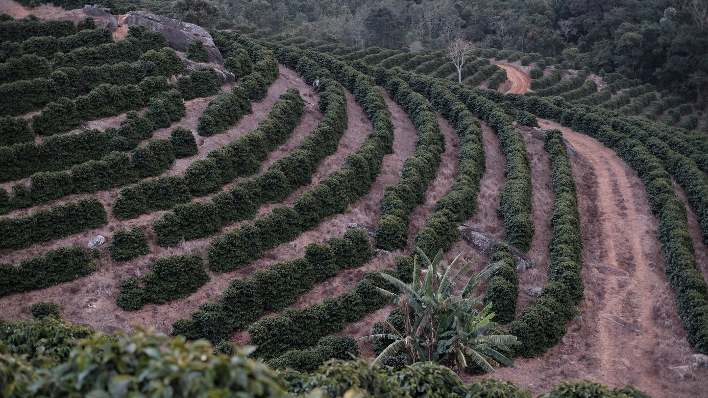 Brazil Minas Origins