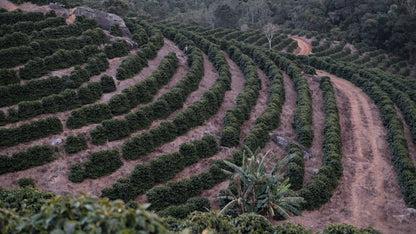 Brazil Minas Origins